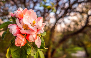 Cherry blossom tree pink blooming flowers on branch close up in sun light as spring floral botanical background with copy space for text