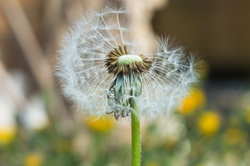 one beautiful dandelion flower with seeds close up