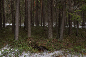 Fototapeta premium Tajga las w słoneczny wiosenny dzień.