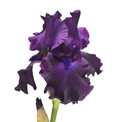 Fototapeta na wymiar Purple iris flower isolated on white background. Flower, spring, summer. Nature concept