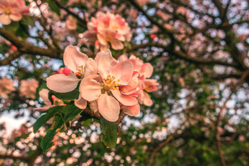 Naklejka na ściany i meble Cherry blossom tree pink blooming flowers on branch close up in sun light as spring floral botanical background with copy space for text