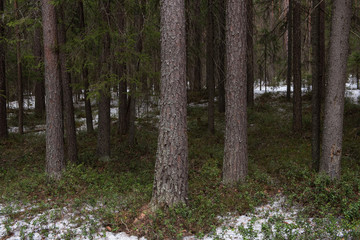 Fototapeta premium Taiga forest on a sunny spring day.