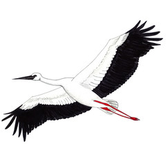Far Eastern stork soaring high in the sky with a huge wingspan. Marker and liner hand drawn illustration