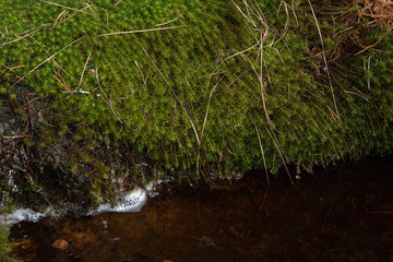 Forest spring covered with soft green moss