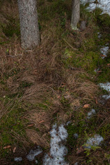 Dry grass on the forest groung.