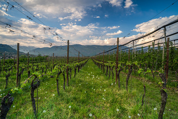 Fototapeta na wymiar Vineyards at Eppan in South Tyrol in northern Italy. Growing grapes and apples is the main branch of the economy in this region.