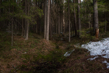 Mysterious dense forest
