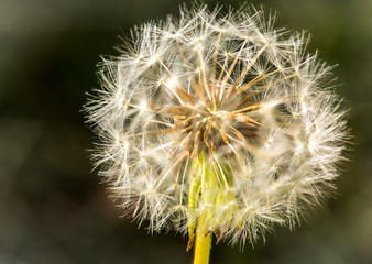 Fototapeta premium Pusteblume 