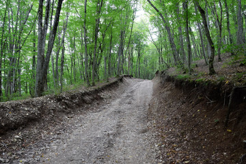 Mountain road in forest. Shapsugsky forest.