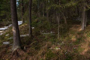Mysterious dense forest