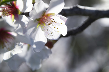 Spring background. Almond blossom. Spain. Altea