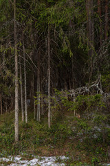 Mysterious dense forest