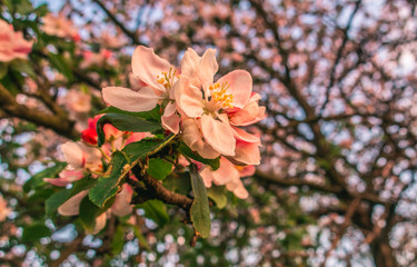 Cherry blossom tree pink blooming flowers on branch close up in sun light as spring floral botanical background with copy space for text
