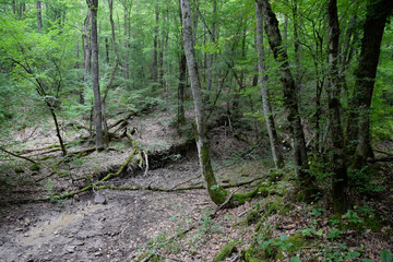 Mountain road in forest. Shapsugsky forest.