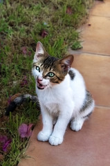 Little tabby and white kitten sitting on the grass
