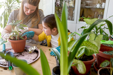 Obraz premium Mother and daughter repotting plants together at home garden. Spring gardening.