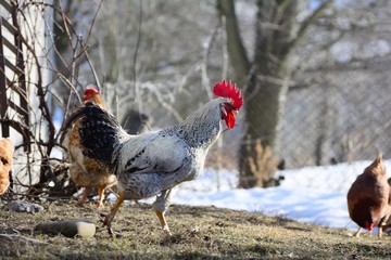 handsome rooster domesticated