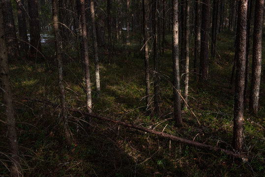 Mysterious dense forest © Grigoriy