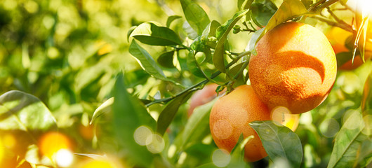 Orange garden, summer background