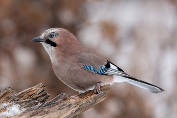 Eurasian jay