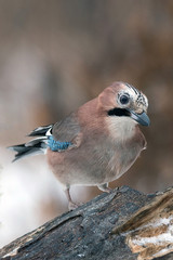 Eurasian jay