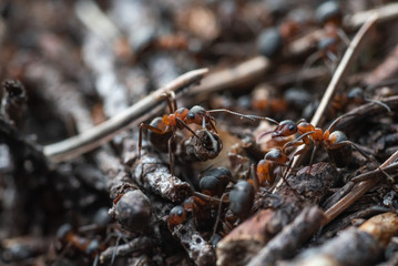 Forest workers ants in the daily bustle of everyday life.