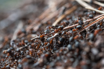 Forest workers ants in the daily bustle of everyday life.