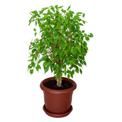 Indoor plant ficus in a brown pot.