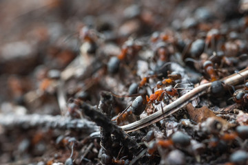 Forest workers ants in the daily bustle of everyday life.