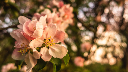Cherry blossom tree pink blooming flowers on branch close up in sun light as spring floral botanical background with copy space for text