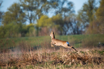 Deer in the meadow in the morning © Krzysztof