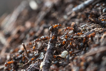 Forest workers ants in the daily bustle of everyday life.