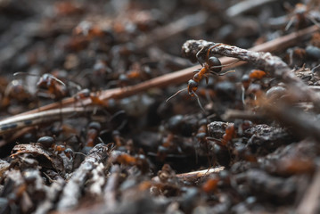 Forest workers ants in the daily bustle of everyday life.