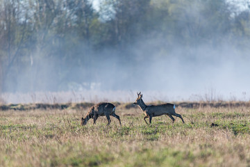 Deer in the meadow in the morning