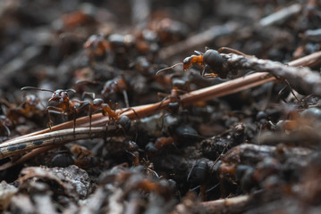 Forest workers ants in the daily bustle of everyday life.
