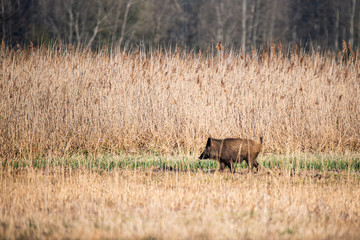 wild boar in the meadow