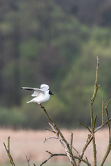 bird on a branch