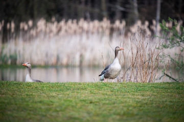 Gęgawa © Krzysztof