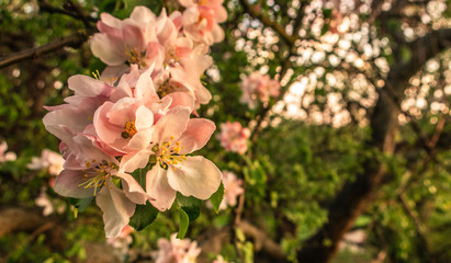 Cherry blossom tree pink blooming flowers on branch close up in sun light as spring floral botanical background with copy space for text