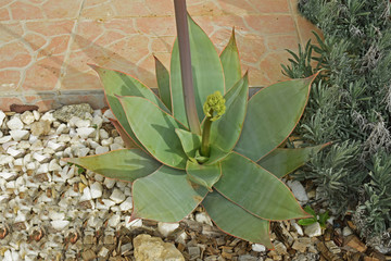 Aloès en période de floraison.