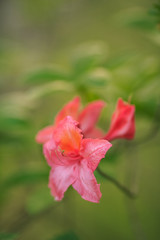 Azaleen Blüten in Closeup