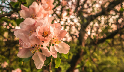 Cherry blossom tree pink blooming flowers on branch close up in sun light as spring floral botanical background with copy space for text