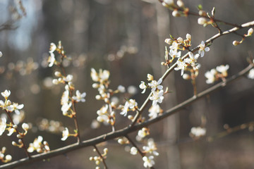 small white spring flowers blossom in brown colors
