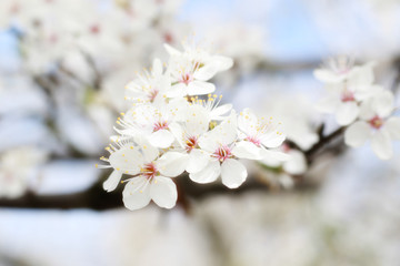 spring flowers blossom