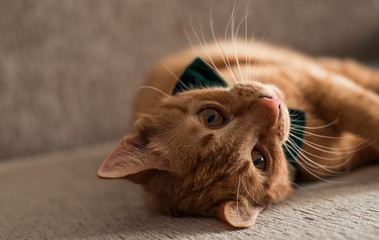 a ginger tabby cat is lying on a sofa at home