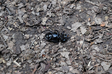 beetle lies on its back and cannot roll over.