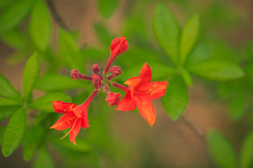 Azaleen Blüten in Closeup