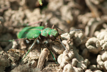 Close-up green shiny beetle with mustache and powerful fangs in rays of sunset light