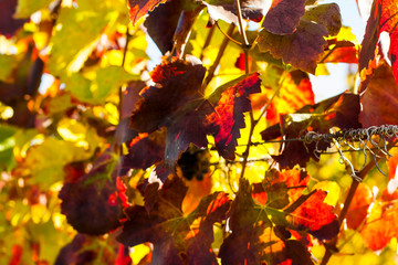 colorful vineyard field
