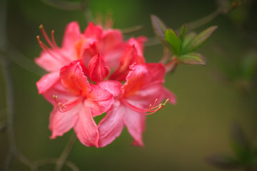 Azaleen Blüten in Closeup